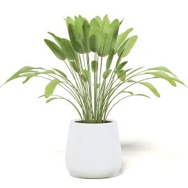 Plantinwhitepot